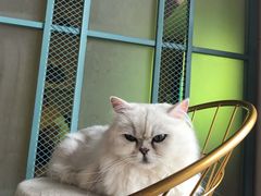 -喵屿·大理花园猫咖