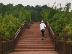 -铁山坪森林公园