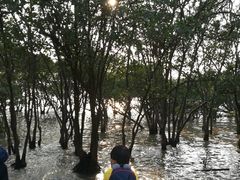 -宝安西湾红树林湿地公园