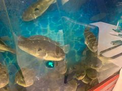 -肆月河豚·新淮扬(金融街店)