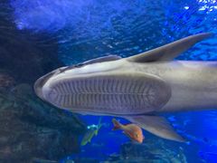 -太平洋海底世界