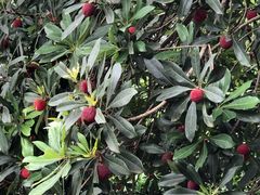 -西山樟坞健康果园枇杷杨梅采摘