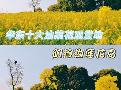 -莲花岛景区
