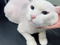 -八公叔叔宠物美容连锁(春申店)