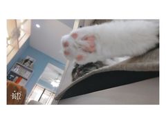 -喵的天空名猫咖啡馆·撸猫·猫舍·用品