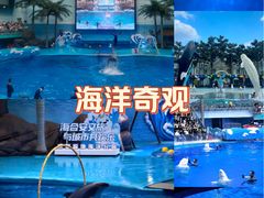 -海合安成都极地海洋公园