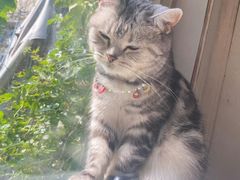 -海边的猫和咖啡馆