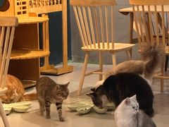 -豆逗聊愈猫阁Easy Life
