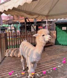 -萌宠亲子动物乐园(槐房万达店)