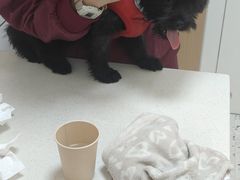 -瑞派康怡24h宠物医院·犬猫医疗中心·微创绝育(瑞景分院)