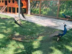 -中国扬子鳄村