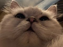 -猫猫幼稚园·撸猫·桌游·电玩