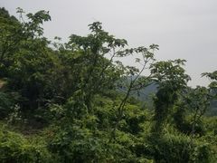 -汤山公园