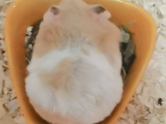 -钓仓鼠(洋桥北里小区店)