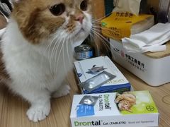-猫宠乐园·专业洗护