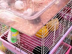 -哈尔滨道外花鸟鱼市场