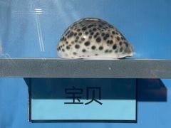 -海合安武汉极地海洋公园