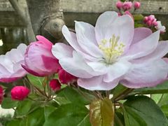 -海棠花溪(元大都城垣遗址公园)