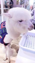 -Moni星球萌宠·小马宝莉·灵蛇·高端高阶全萌宠互动体验俱乐部(红豆国际广场店)