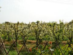 -同里国家湿地公园