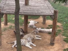 -西霞口神雕山野生动物世界