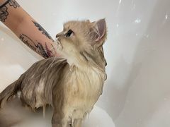 -momokira米努特·德文卷毛猫·棉花面纱犬
