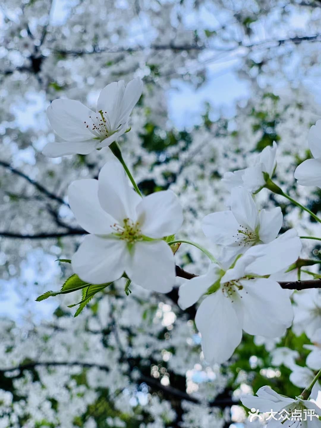 南西商圈的樱花和郁金香🌷让你幸福了吗？