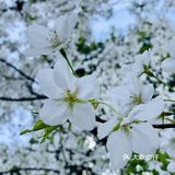 南西商圈的樱花和郁金香🌷让你幸福了吗？