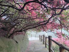 -木兰云雾山