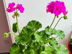 -回龙观体育文化公园