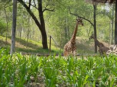-北京野生动物园