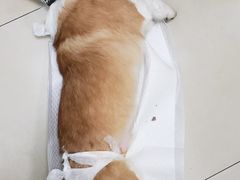 -宠福鑫康馨动物医院·骨科·眼科