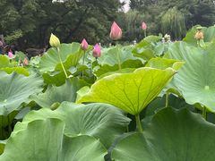 -莲湖公园