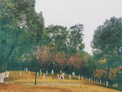 -重庆市江北嘴中央商务区中央公园