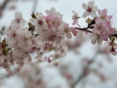 -顾村公园