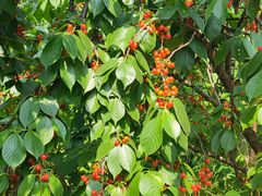 -樱桃山旅游景区