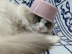 -喵园·猫主题咖啡厅·撸猫·猫咖(国贸店)