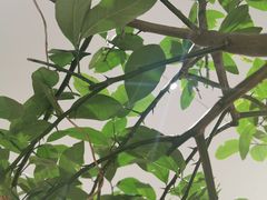 -肥朵食堂(带梦胡同店)