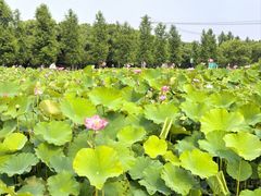 -嘉北郊野公园
