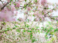 -郑州中国绿化博览园