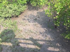 -北海金海湾红树林生态旅游区