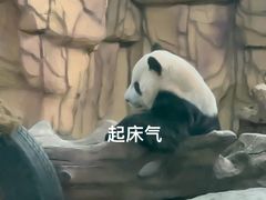 -泉州海丝野生动物世界