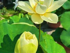 -莲花池公园
