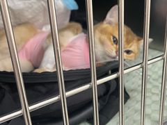-美联众合动物医院·24h京西诊疗中心
