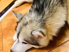 -more than meow吴止猫主题餐厅(承德 中船汇店)