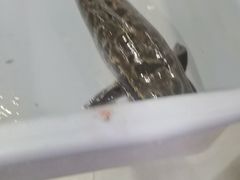 -金三可市井水煮鱼(金碧园店)