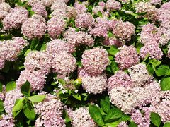 -那香海钻石沙滩浴场