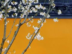 -龙华寺