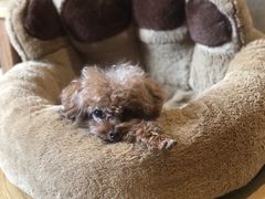 -爱诺动物医院(崂山店)