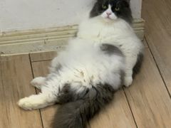 -李小姐の猫咖啡馆(五角场店)